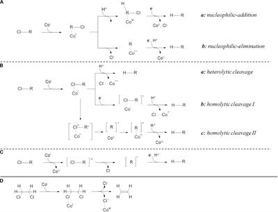 Dual Element (C/Cl) Isotope Analysis Indicates Distinct Mechanisms of Reductive Dehalogenation of Chlorinated Ethenes and Dichloroethane in Dehalococcoides mccartyi Strain BTF08 With Defined Reductive Dehalogenase Inventories